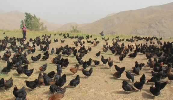 Hakkari’de ilk defa doğal tavuk çiftliği açıldı