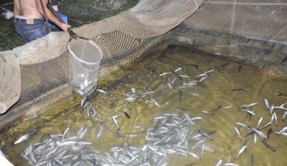 Irmağa su verilmeyince binlerce balık telef oldu