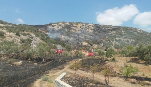 Kuşadası’nda zeytinlik ve makilik yangını