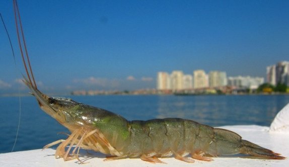 Meşhur İzmir karidesi böyle keşfedilmiş