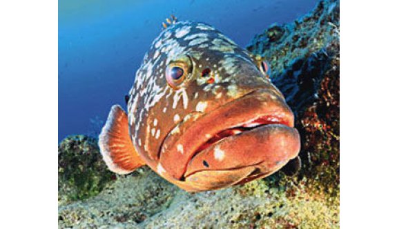 Orfoz Avlamak, 2020 Yılına Kadar Yasaklandı...