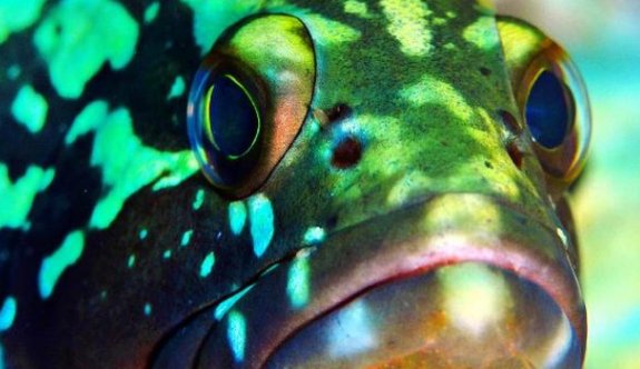 Orfoz Balığı Avlamak Yasaklandı