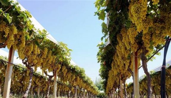 Rus pazarına ilk o gidecek