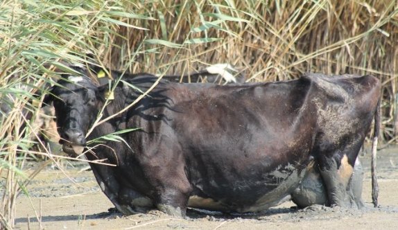 Sıcaktan bunalan hayvanlar Manyas Gölü’nde serinliyor