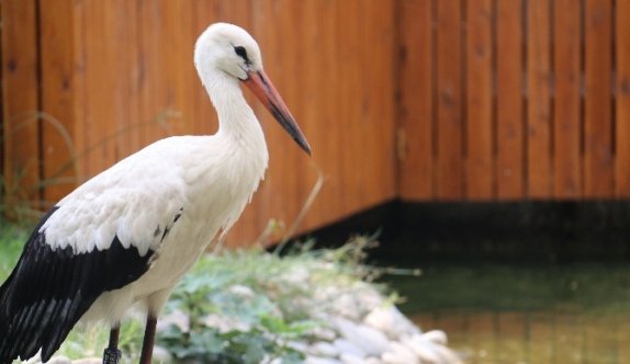 Yaralı leyleğe sahip çıktılar
