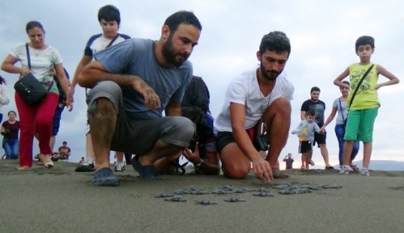 Yavru kaplumbağalar denizle buluştu