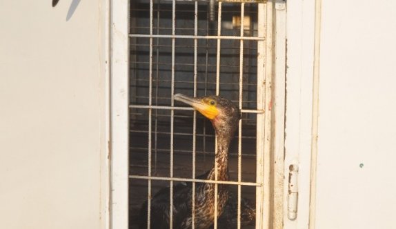 Barajda misinaya takılan karabatak için seferberlik