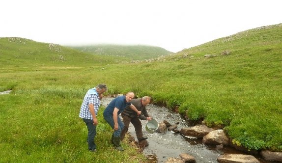 Çambaşı derelerine 50 bin alabalık bırakıldı