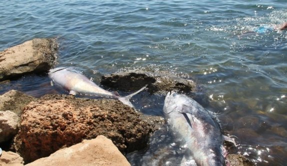 Didim açıklarında 100 kiloluk orkinoslar kıyıya vurdu