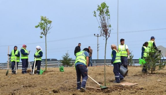 Ordu’da 8 ayda 1.5 milyon fidan dikildi