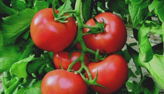 Tokat domatesi 54 ile gönderiliyor, salçası 4 ülkeye ihraç ediliyor