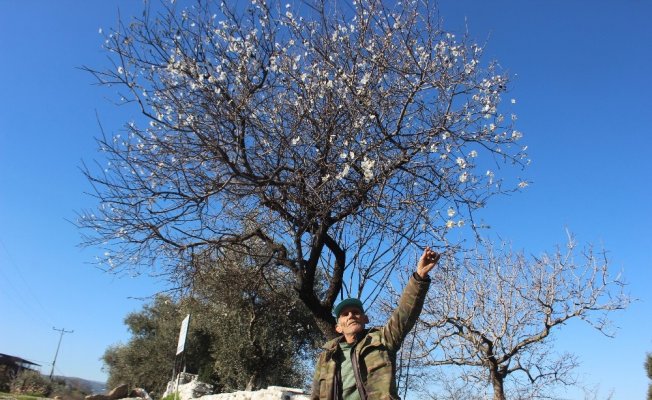 Aydın’da beklenene soğuklar gelmeyince bademler çiçek açtı