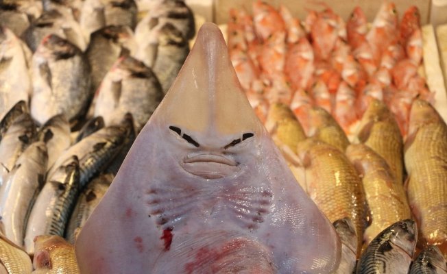 Bu balığı gören şaşırıp kalıyor