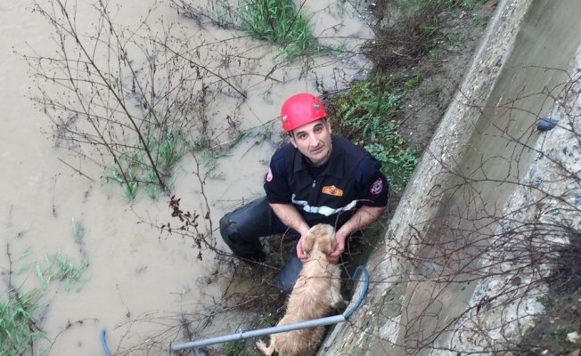 Dereye düşen köpeği itfaiye ekipleri kurtardı