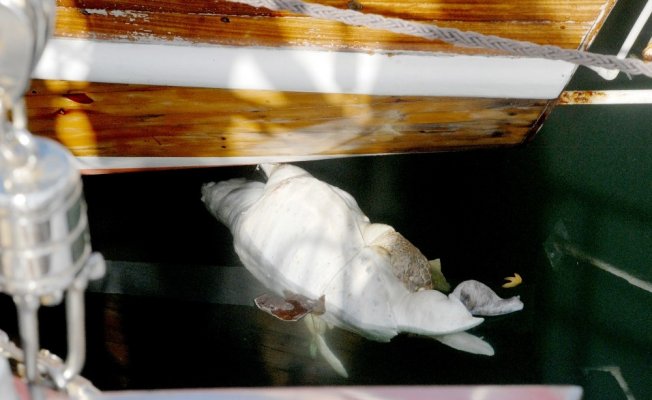 Fethiye’de caretta caretta kıyıya vurdu