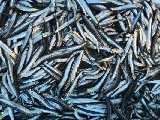 Gürcistan'dan geldi, kilosu 7.5 liraya düştü