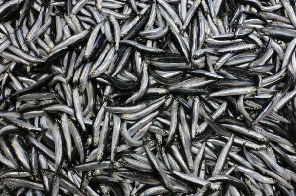 Hamsi, Vatandaşı da Balıkçıları da Memnun Etmedi