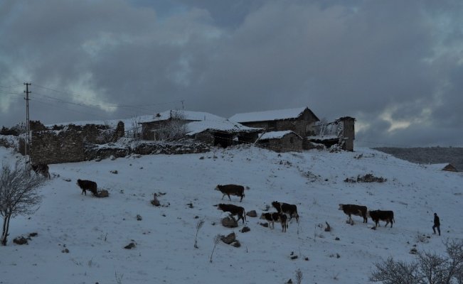 Kış şartlarında zorlu hayvan bakımı