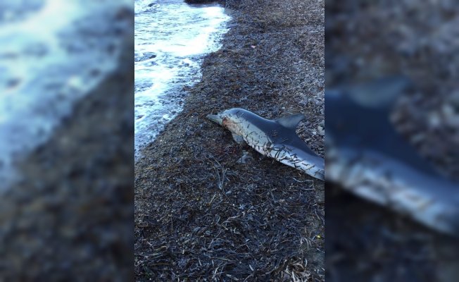 Kurşunla vurulduğu iddia edilen yunus kıyıya vurdu