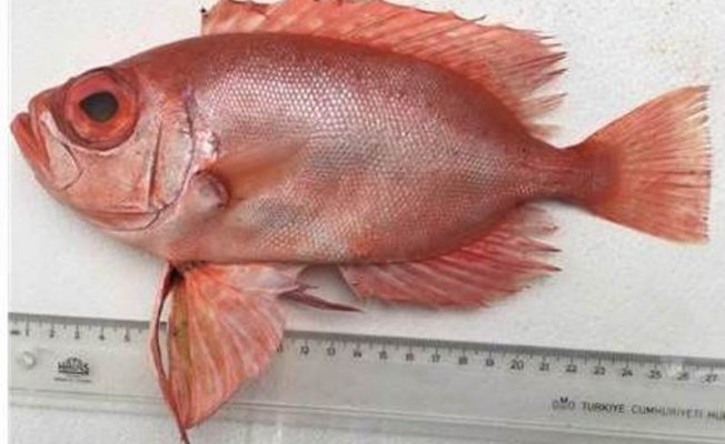 Mersin Dana Adası Açıklarında İlk Kez 'Manda Göz' Balığı Yakalandı