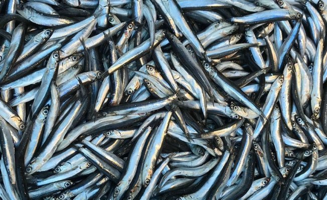 Rize'de 40 ton hamsiye el konuldu