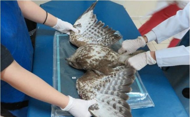 Yaban hayatı yaralı