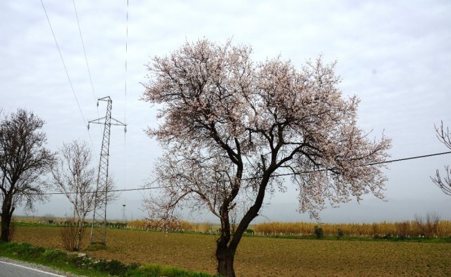 Aydın’da Şubat ayında bahar havası