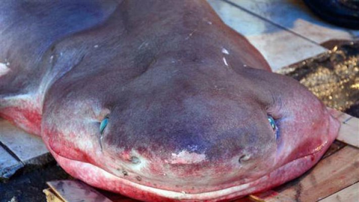 Balıkçıların ağına takıldı, 4 saatte yakalandı