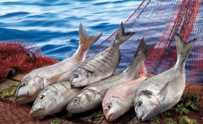 Balıkçılık sektörü 1 milyar dolar ihracata koşuyor