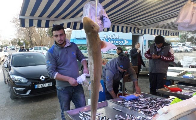 Marmara’da köpek balığı yakalandı