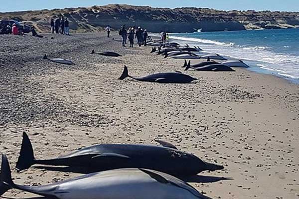 Arjantin&#039;de karaya vuran 49 yunus telef oldu