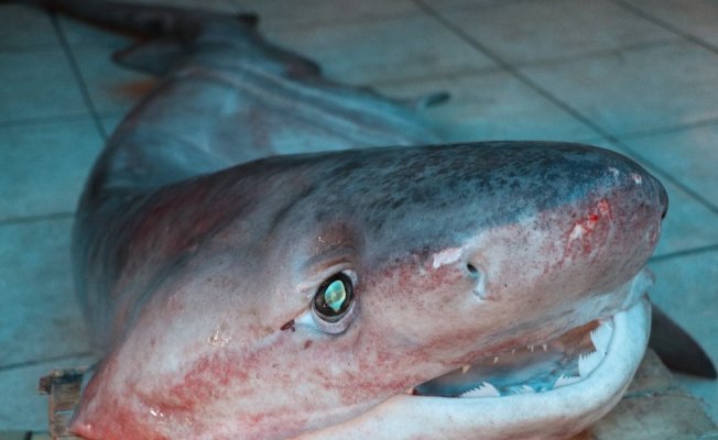 Dev köpek balığı, balıkçıların ağına takıldı