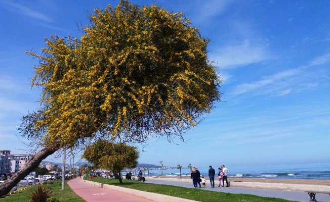 Atakum sahilinde mimoza güzelliği