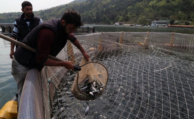 Balık tezgahları kültür balıkları sayesinde boş kalmadı