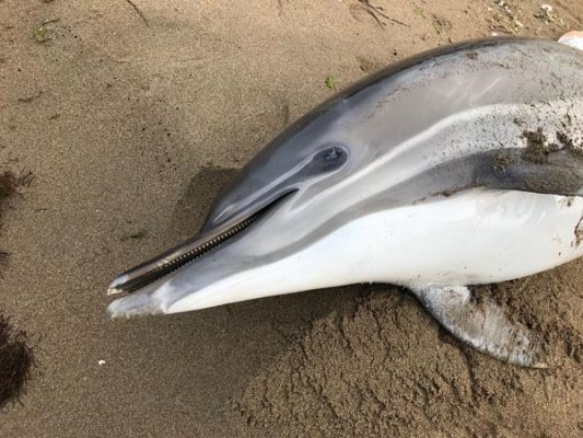 Son 11 günde 37 ölü yunus Karadeniz sahillerine vurdu