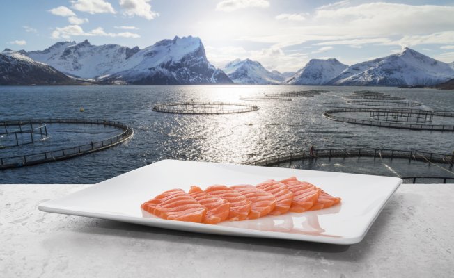 Deniz Ürünleri Tüm Dünyayı Doyurabilir