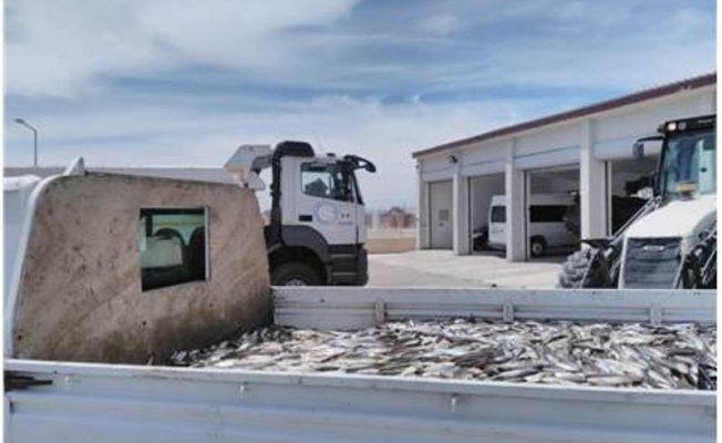 Ercişte 3,5 Ton İnci Kefali Ele Geçirildi