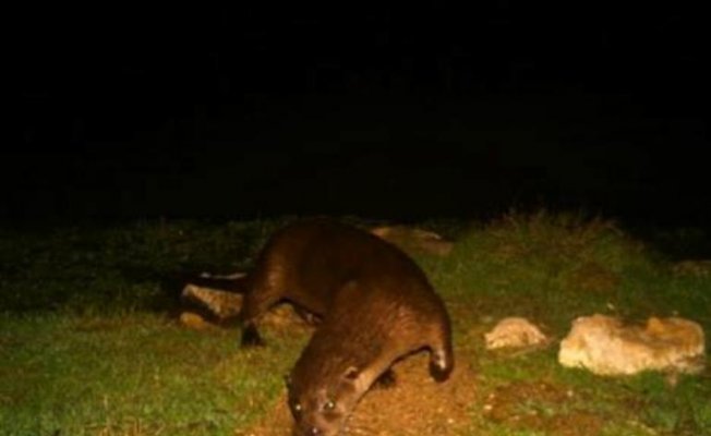 Eskişehir'de ilk kez su samuru görüntülendi