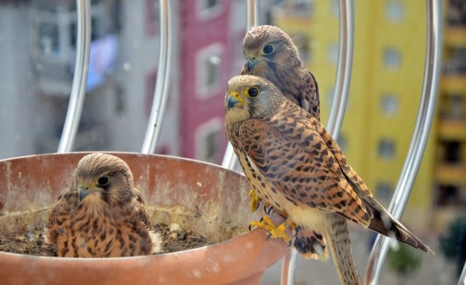 Evinin balkonuna yuva yapan atmaca her sene yavrulamaya geliyor
