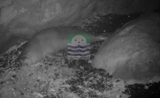 Foça yöresinde yaşayan foklar, foto-kapana gülümsüyor