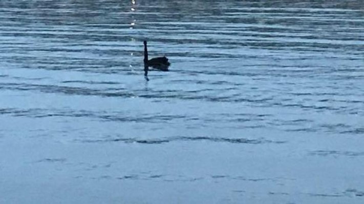 Havadan, denizden ve karadan aranıyor