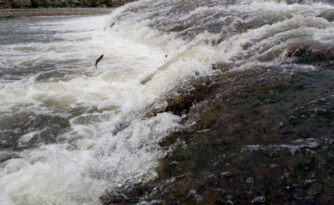 İnci kefalinin yolculuğu  başladı