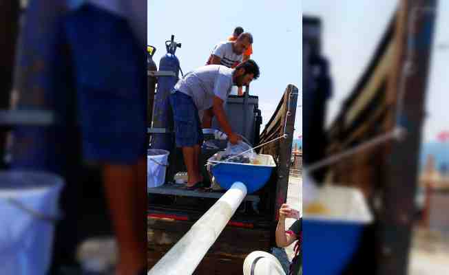 Karaburun&#039;da 98 bin çipura ve levrek denize bırakıldı