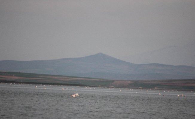 Seyfe Gölüne kuş akını