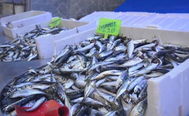 Tezgahları Yunanistan ve Norveç&#039;ten gelen balıklar süslüyor