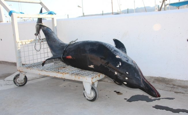 Bodrum’da denize giren turistler şok oldu