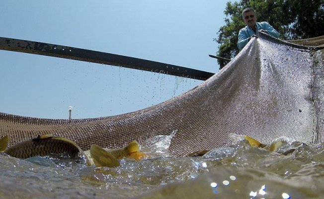 DSİ&#039;den baraj göllerine her yıl milyonlarca balık