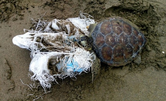 Hayata tek yüzgeçle devam edecek