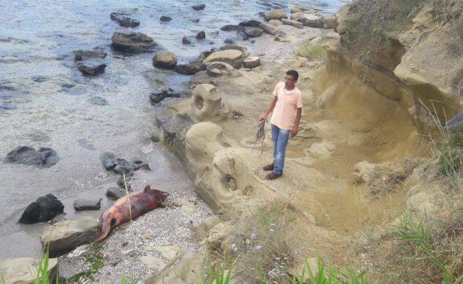 Sahile bir ölü yunus daha vurdu