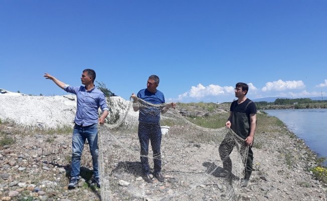 Van’ın Erciş ilçesinde inci kefali operasyonu